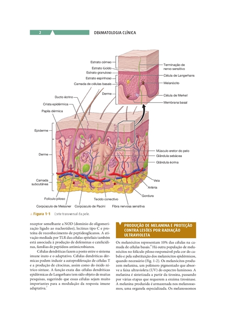 Dermatologia Clinica