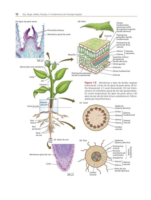 Fundamentos de Fisiologia Vegetal