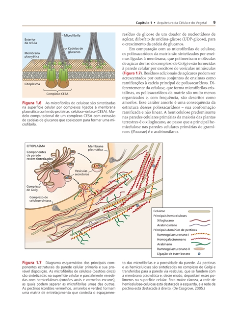 Fundamentos de Fisiologia Vegetal