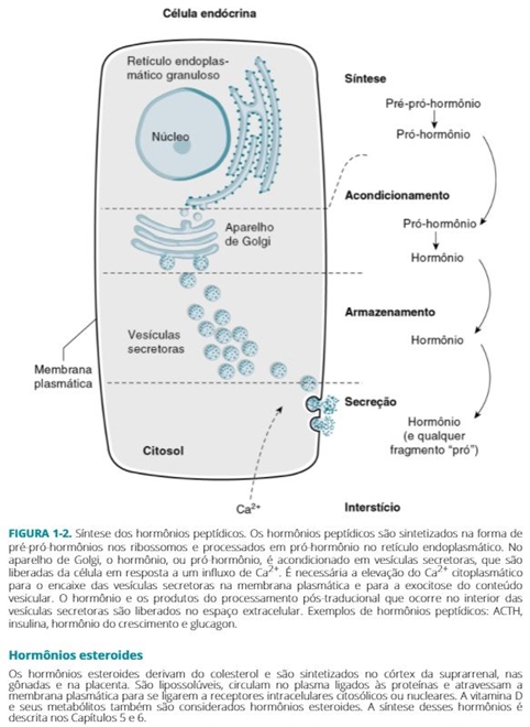 Fisiologia Endócrina