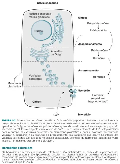 Fisiologia Endócrina