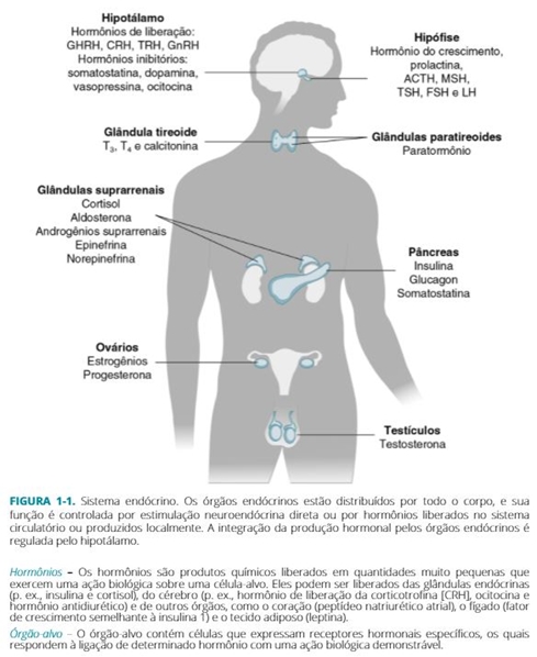 Fisiologia Endócrina