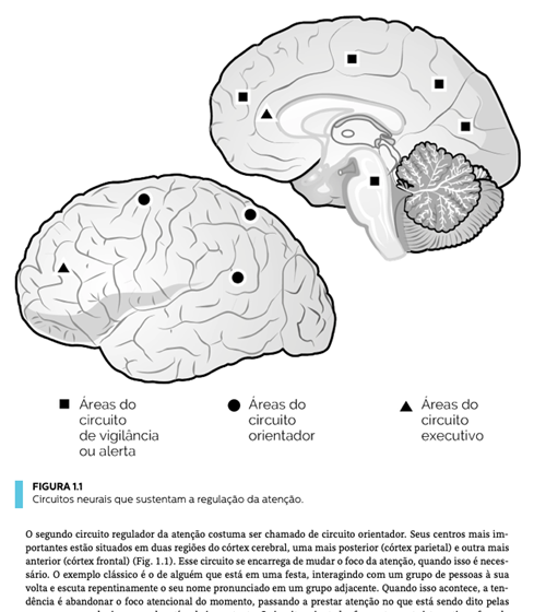 Neurociência e Mindfulness