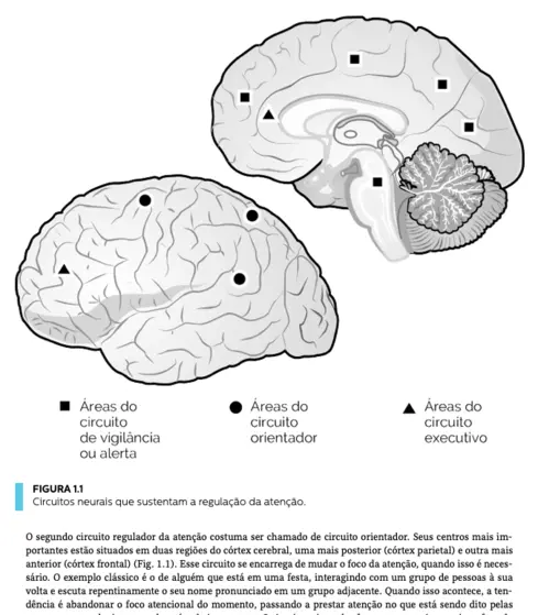Neurociência e Mindfulness