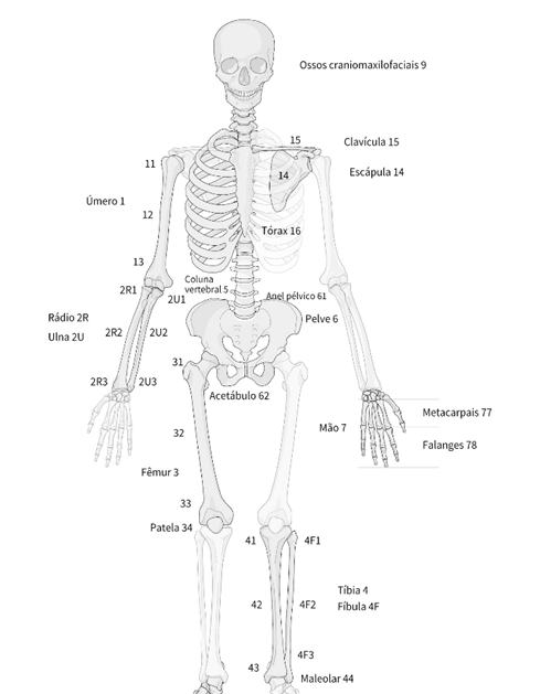 Fisioterapia traumato-ortopédica