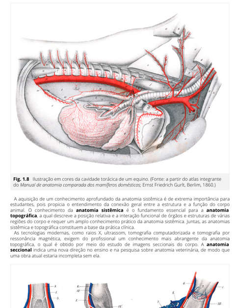 Anatomia dos Animais Domésticos