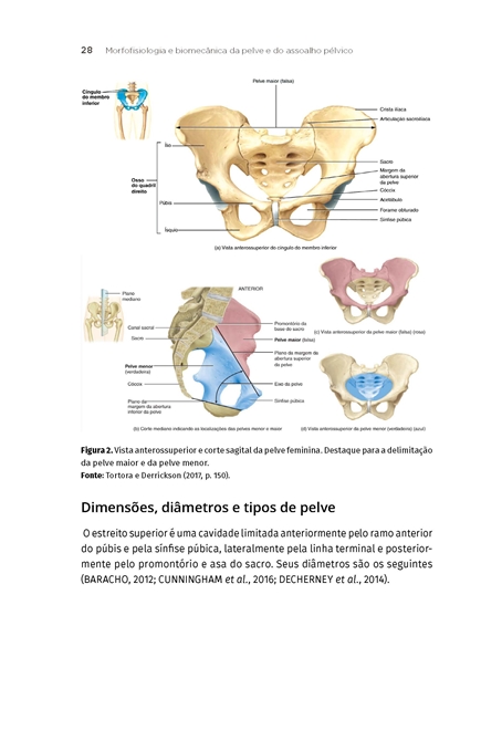 Fisioterapia Urológica e Ginecológica