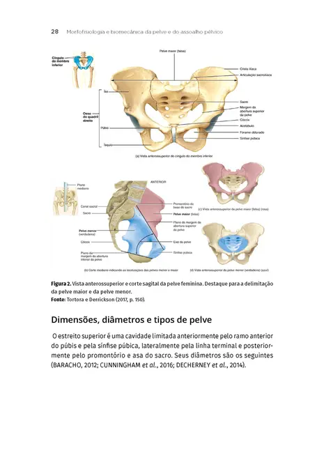 Fisioterapia Urológica e Ginecológica