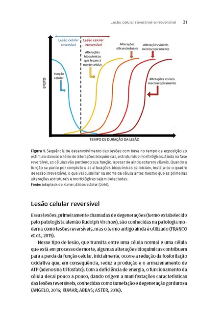 Processos Patológicos