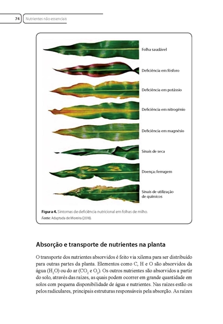 Fisiologia Vegetal