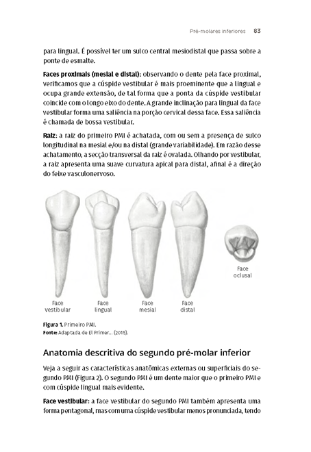 Anatomia e Escultura Dental