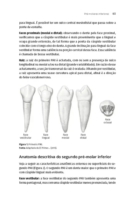 Anatomia e Escultura Dental
