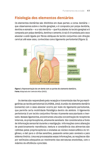 Fisiologia da Oclusão