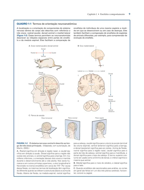 Princípios de Neurociências