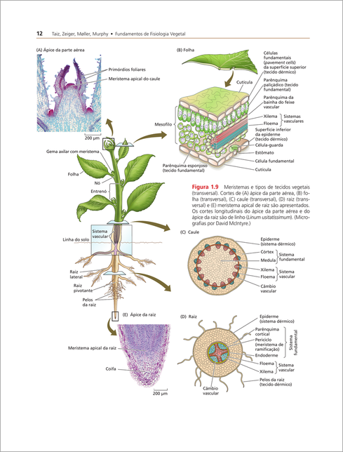 Fisiologia e Desenvolvimento Vegetal 7ed.