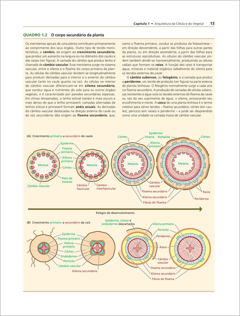 Fisiologia e Desenvolvimento Vegetal 7ed.