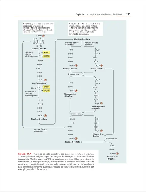 Fisiologia e Desenvolvimento Vegetal 7ed.