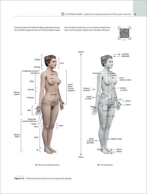 EVA Atlas de Anatomia
