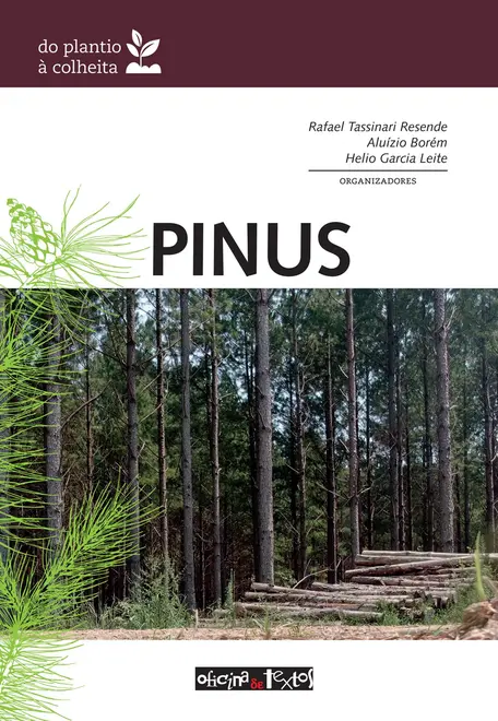 Pinus: do plantio à colheita