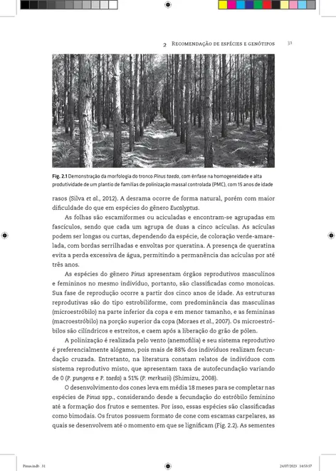 Pinus: do plantio à colheita