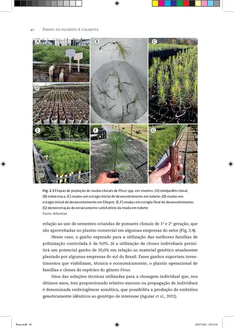 Pinus: do plantio à colheita