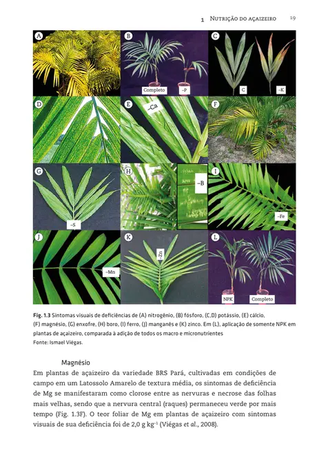 Nutrição de cultivos amazônicos