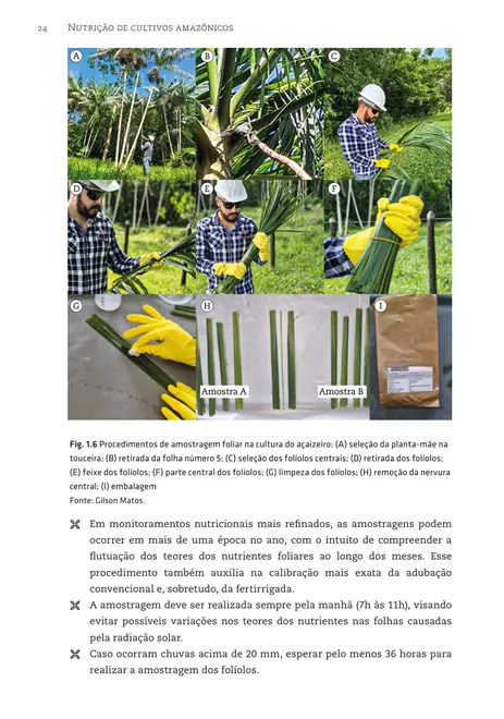 Nutrição de cultivos amazônicos