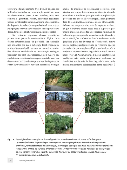 Restauração florestal