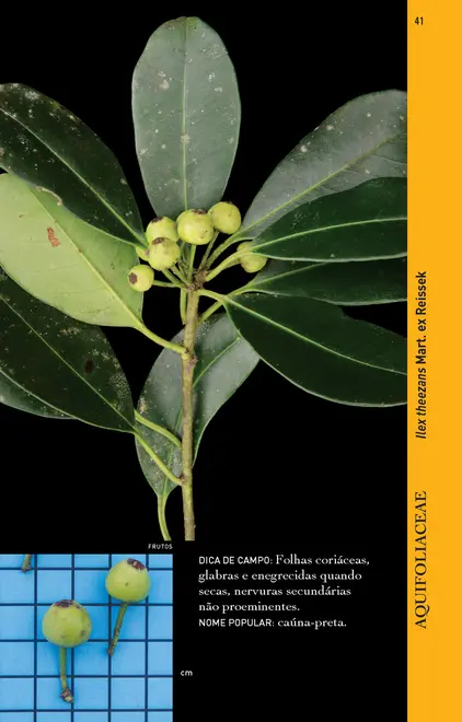 Guia ilustrado para identificação das plantas da Mata Atlântica