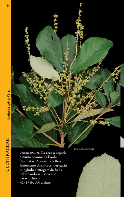 Guia ilustrado para identificação das plantas da Mata Atlântica