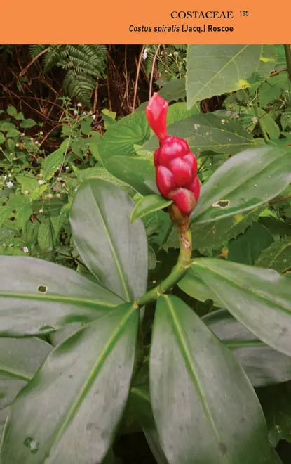 Guia ilustrado para identificação das plantas da Mata Atlântica