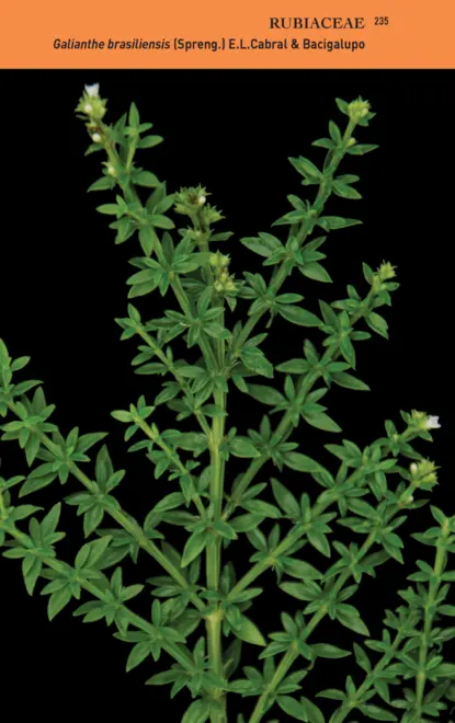 Guia ilustrado para identificação das plantas da Mata Atlântica