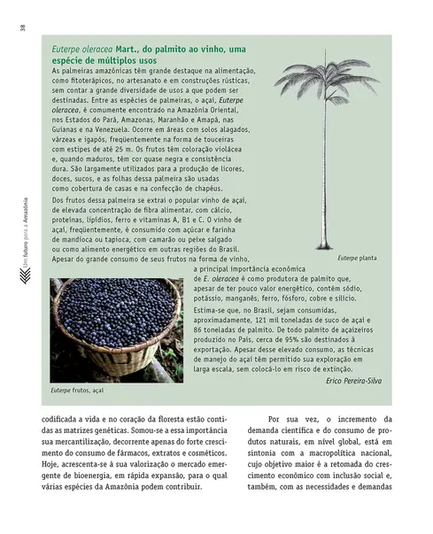 Um futuro para a Amazônia