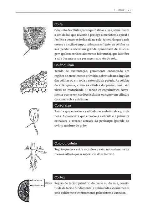 Glossário ilustrado de botânica