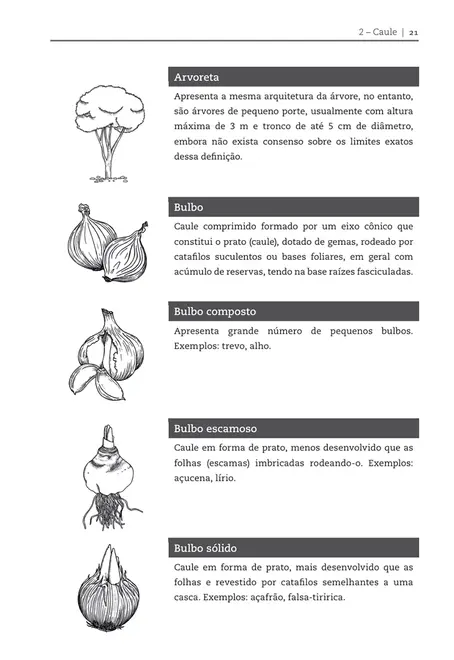 Glossário ilustrado de botânica