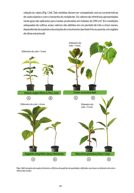 Sementes e mudas - Vol. 2: Guia para propagação de árvores brasileiras