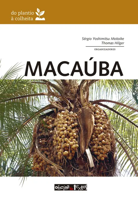 Macaúba: do plantio à colheita