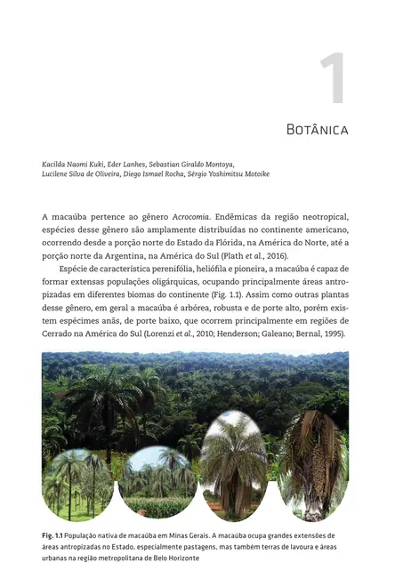 Macaúba: do plantio à colheita