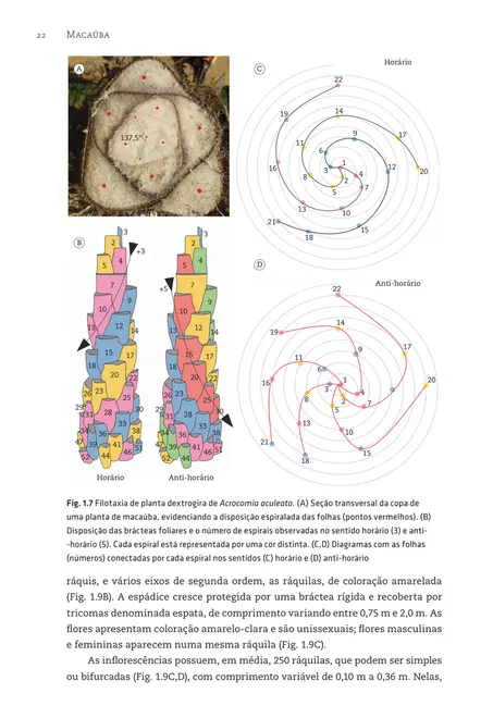 Macaúba: do plantio à colheita
