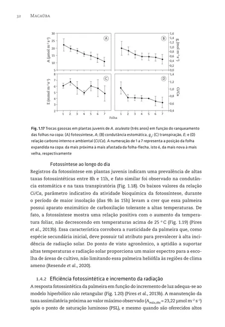 Macaúba: do plantio à colheita