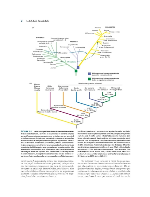 Biologia Celular e Molecular