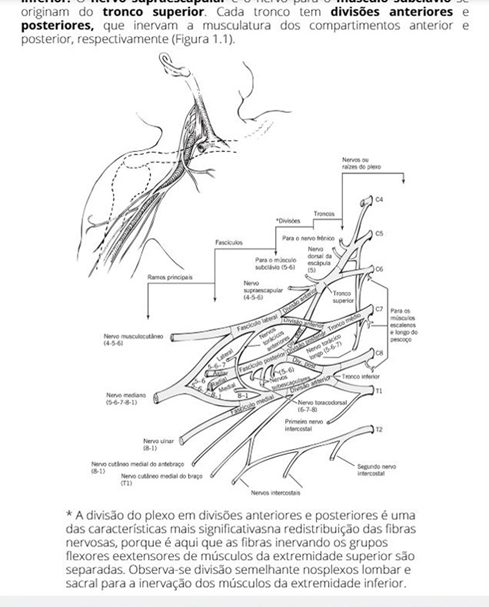 Casos Clínicos em Anatomia