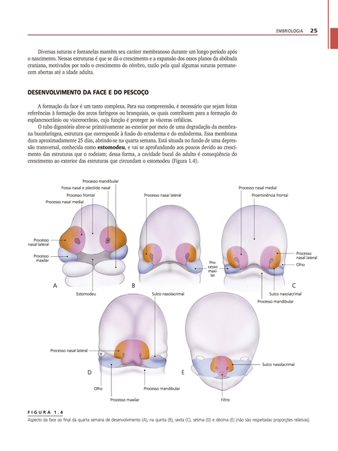 Anatomia da Cabeça e Pescoço