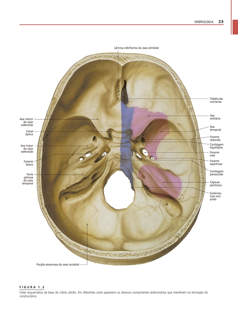 Anatomia da Cabeça e Pescoço