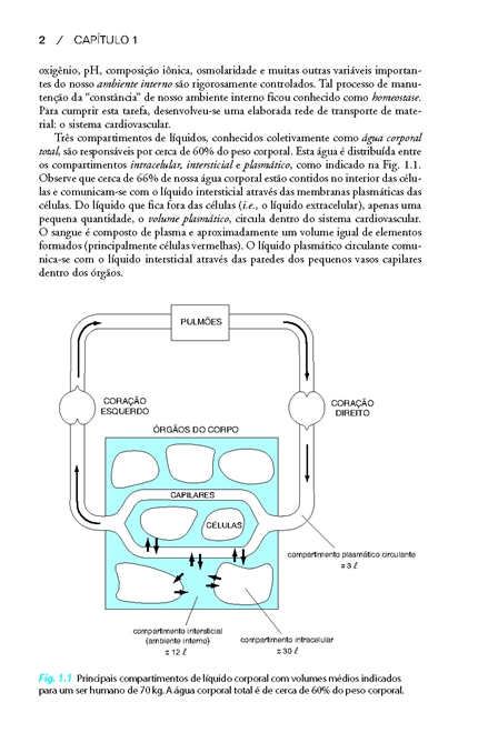 Fisiologia Cardiovascular