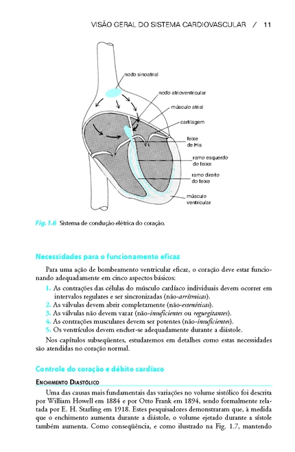 Fisiologia Cardiovascular