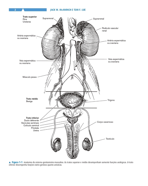 Urologia Geral de Smith e Tanagho