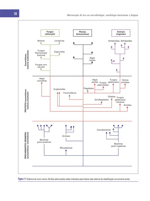 Microscopia de Luz em Microbiologia