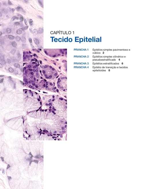 Atlas de Histologia Descritiva