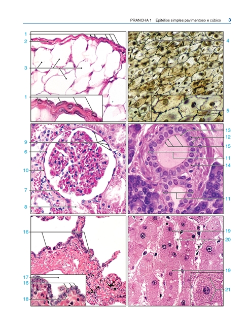 Atlas de Histologia Descritiva